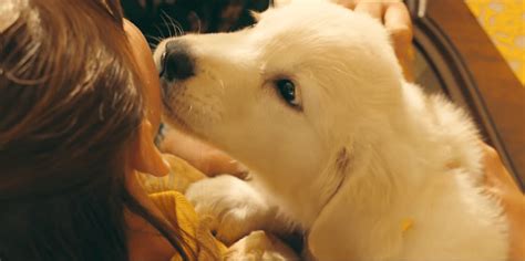 These five tips can show you how to get more joy and satisfaction out of life. Watch a Girl and Her Dog's Emotional Bond in Marshmello's ...