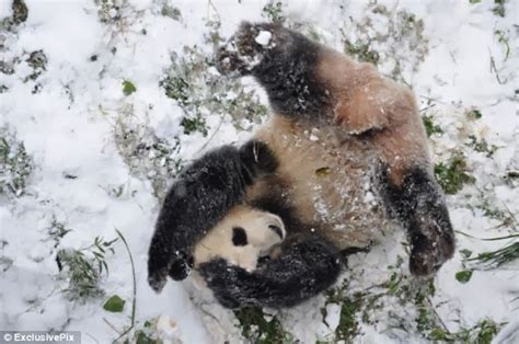 White Wolf Giant Panda Seen Playing In Snow At Yunnan Wild Animals