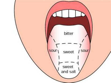 Download High Quality Tongue Clipart Taste Bud Transparent Png Images