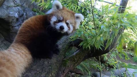 Red Panda Cub Pabu Chases Mom Youtube