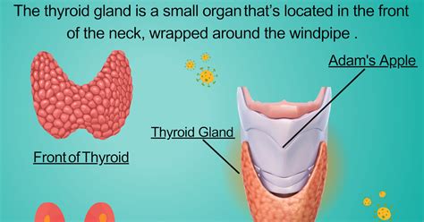 What Is Thyroid Symptoms Causes And Treatment