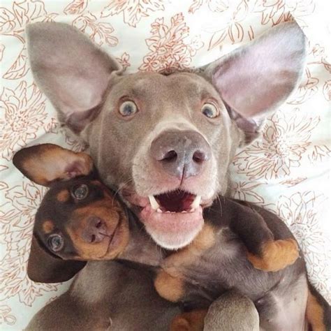 10 The Most Amazing Dog Selfies Ever Dog Selfie Funny Dog Pictures