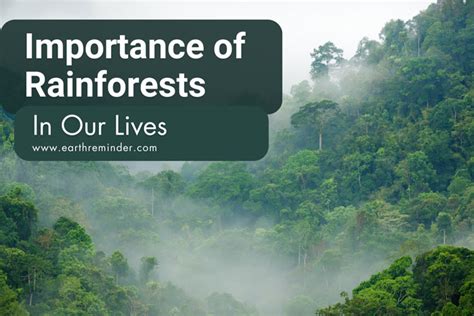Importance Of Rainforests In Our Lives Earth Reminder