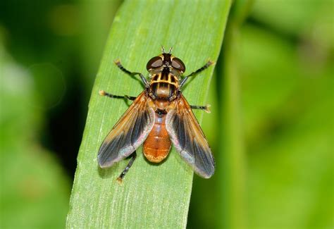 Free Images Nature Flower Fly Green Fauna Invertebrate Close Up