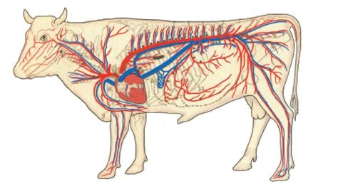 Anatomía Veterinaria Anatomia Veterinaria Veterinaria Sistema