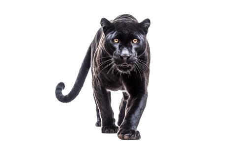 Panther Png With Ai Generated 24722225 Png