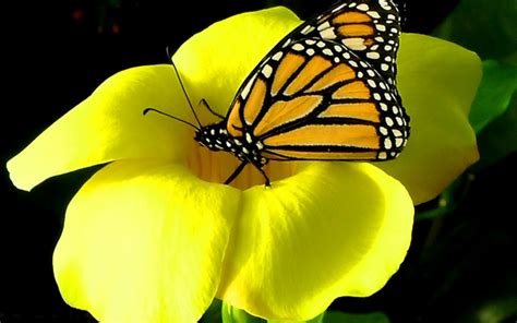 Butterfly On Yellow Flower Image Id 10350 Image Abyss