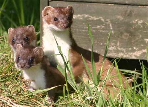 Stoat Short Tailed Weasel Animal Pictures And Facts