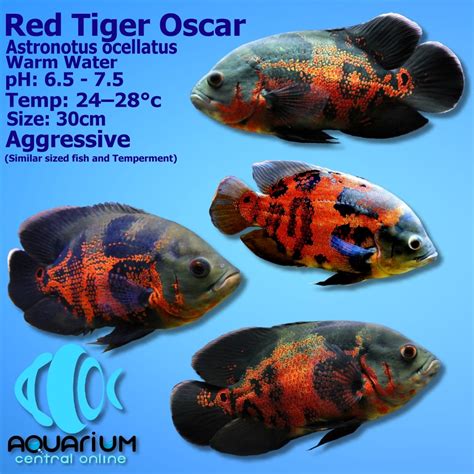 Tiger Oscar 45cm Aquatics To Your Door 48 Off