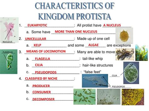 Ppt Characteristics Of Kingdom Protista Powerpoint Presentation Free