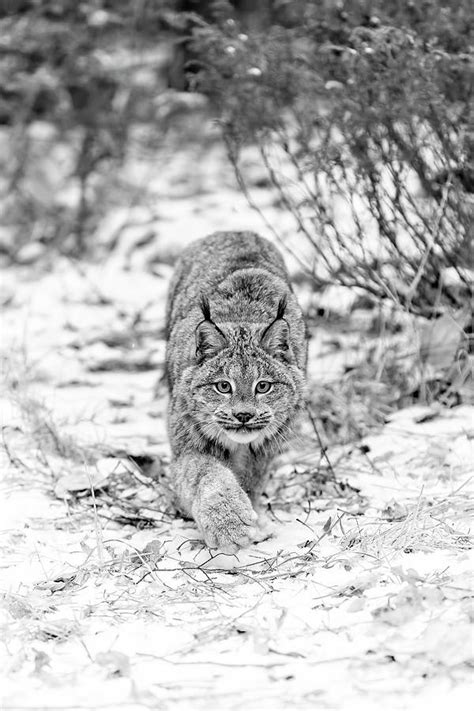 Stalking Lynx Photograph By Wes And Dotty Weber Pixels