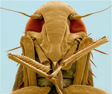 Steve Gschmeissners Incredible Microscope Photos Of Insects