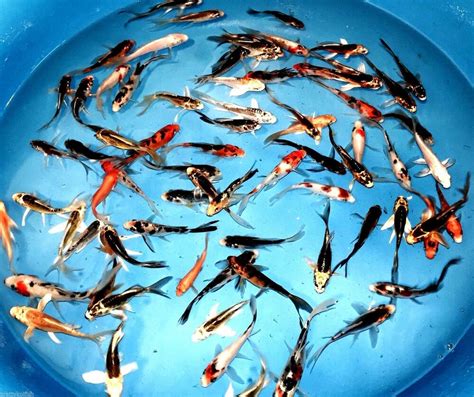 Importers can offer a wider variety of selection for colors, sizes and breeds such as exotic japanese koi. Japanese Import 6" Butterfly Fin Live Koi Fish For koi ...