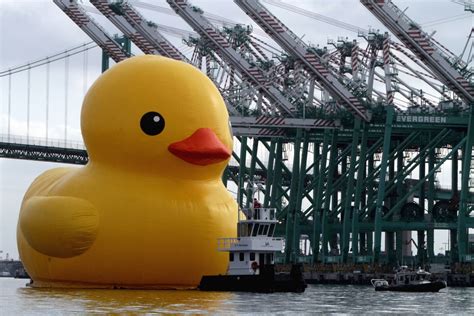 Giant Rubber Duck Makes A Splash In Port Of Los Angeles Los Angeles Times