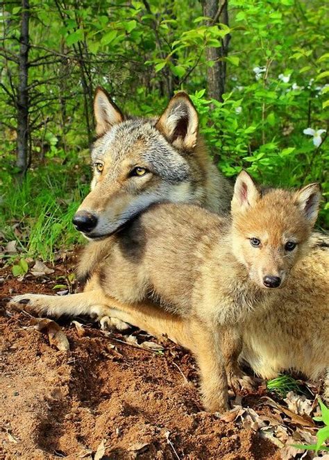 Lupi Animals Beautiful Baby Wolves Wolf Dog