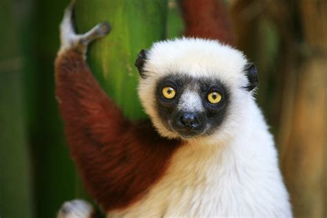 Mort is a mouse lemur. Lemurs of Madagascar | Wexas Travel