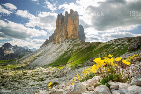 Three Peaks Of Lavaredo And Yellow Flowers Dolomites Stock Photo