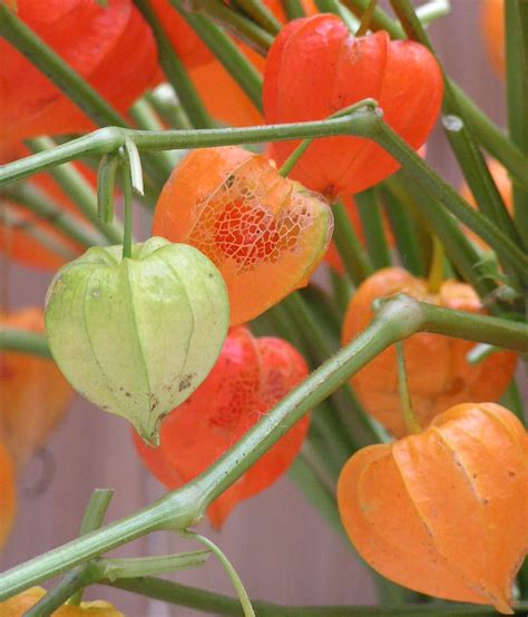 The chinese traditional lantern festival, yuanxiao festival in chinese, which is on 15th day of the chinese lantern lights can range from $1 to $5, depending on the type of product. Chinese lanterns plant, Nature plants, Beautiful flowers