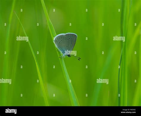 Small Blue Butterfly Cupido Minimus On A Grass Stem Stock Photo Alamy