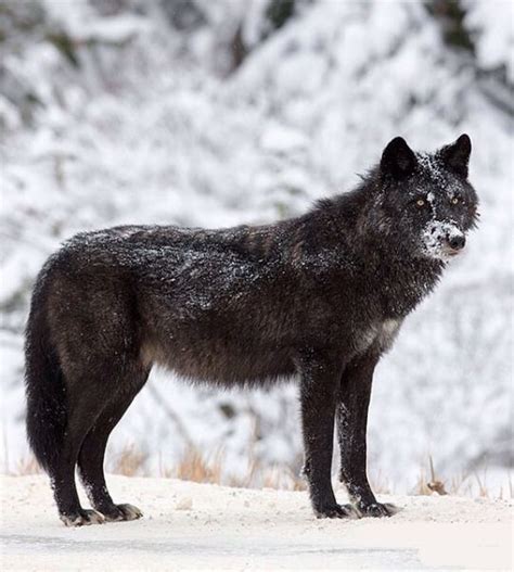 Beautiful Wildlife Black Wolf Wolf Photos Wolf