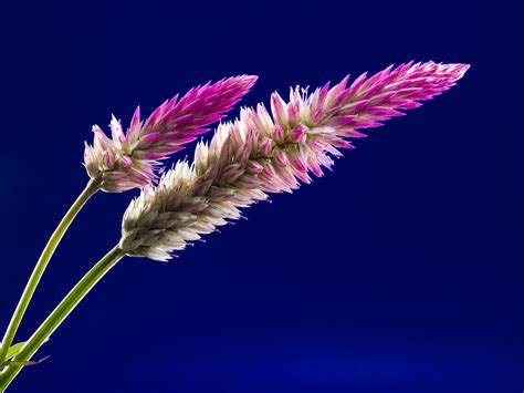 Images Gratuites La Nature Herbe Branche Fleur Feuille Pétale