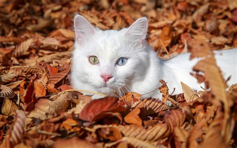 White Cat Laying In Autumn Leaves
