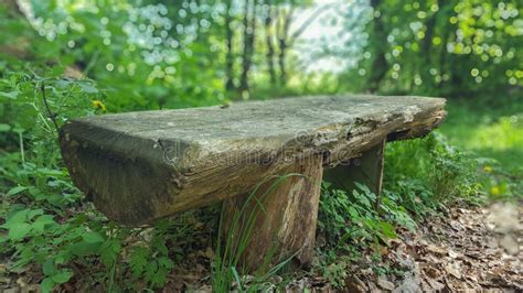 Characteristic Wooden Bench In The Spring Forest Stock Image Image Of