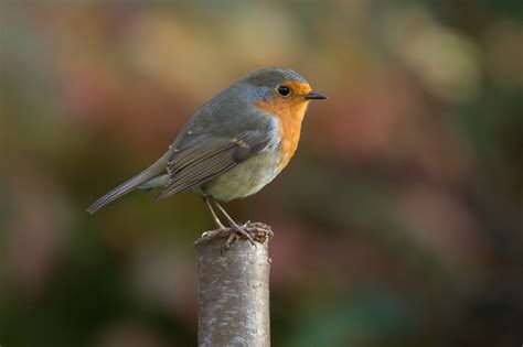 Photography Animals Birds Nature Robins Wallpapers Hd Desktop And