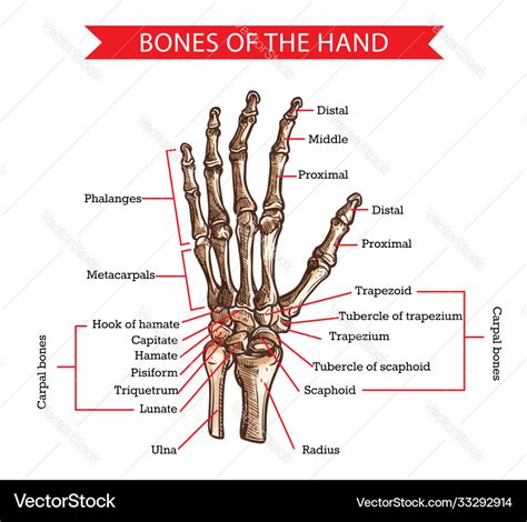 Hand Anatomy Bone