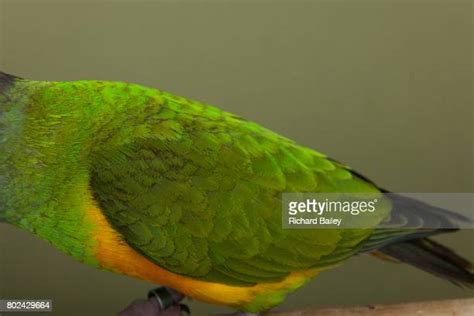 Senegal Parrot Photos And Premium High Res Pictures Getty Images