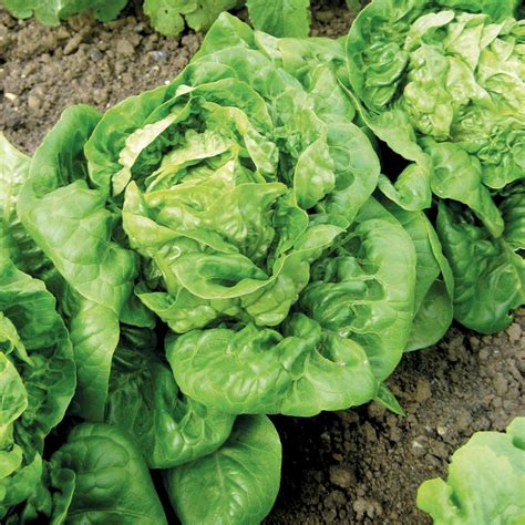 Buy Lettuce Organic Seeds Little Gem Organic Gardening Catalogue