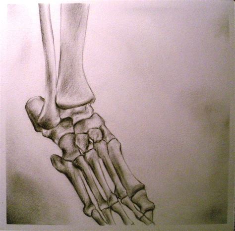 Foot Skeleton Drawing At Getdrawings Free Download