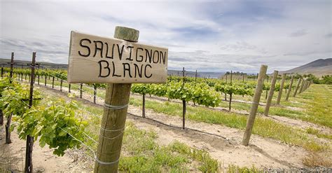Learn About Sauvignon Blanc White Wine Wine 101