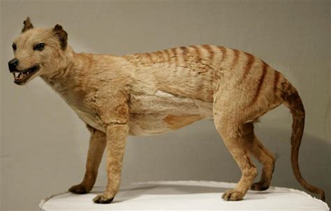 ‘not Science Fiction Any More The Tasmanian Tiger Could Soon Be Back
