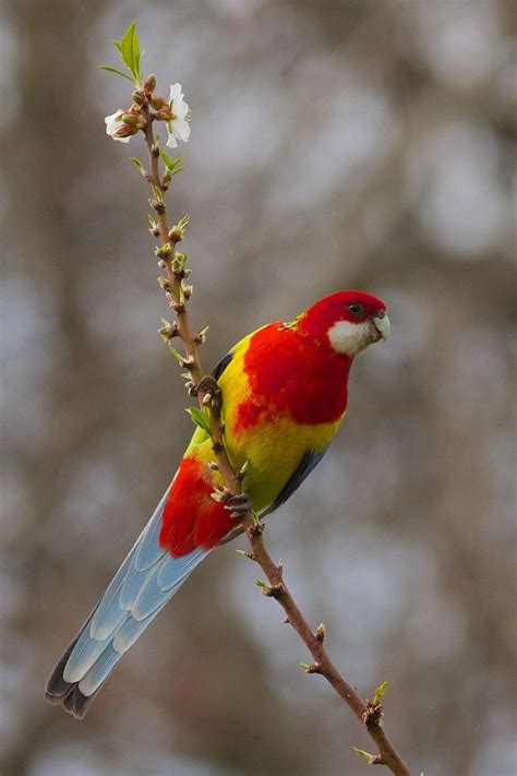 Eastern Rosella Beautiful Birds Colorful Birds Australian Birds