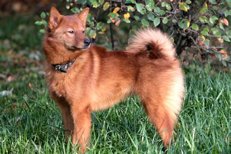 Finnish Spitz Puppies For Sale From Reputable Dog Breeders