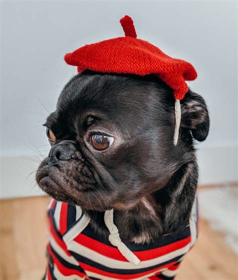 They're also quite prone to gain weight, but not as prone as pugs and french bulldogs are. Pug entre los 30 más queridos en el MUNDO | Mascota Familiar