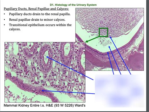 Papillary Ducts Renal Papilla And Calyx Diagram Quizlet