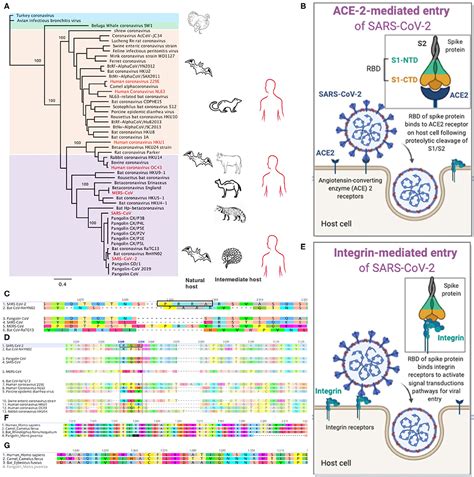 Frontiers Genomic Cues From Beta Coronaviruses And Mammalian Hosts