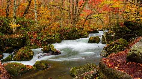 Download Wallpaper 1920x1080 River Stream Autumn Trees Leaves Full