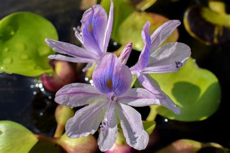 Water Hyacinths Splash Plants