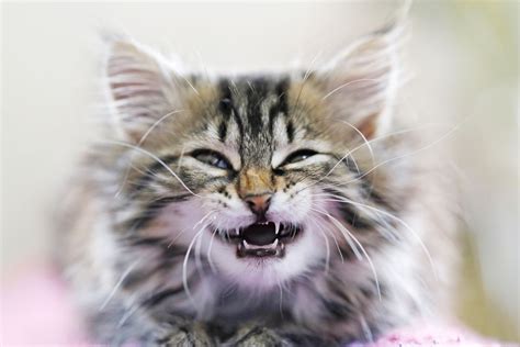 Puppies and kittens are born without teeth, but by around two months of age they have a full set of baby teeth. What You Should Know About Kitten Teeth and Dental Care