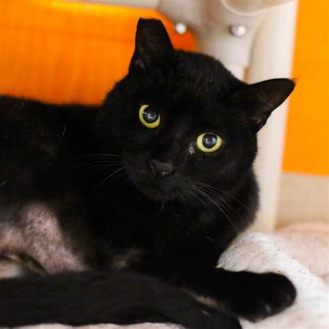 Black cat breeds are especially mysterious and beautiful and therefore need a suitable name. Cool Names For Black Cats Male