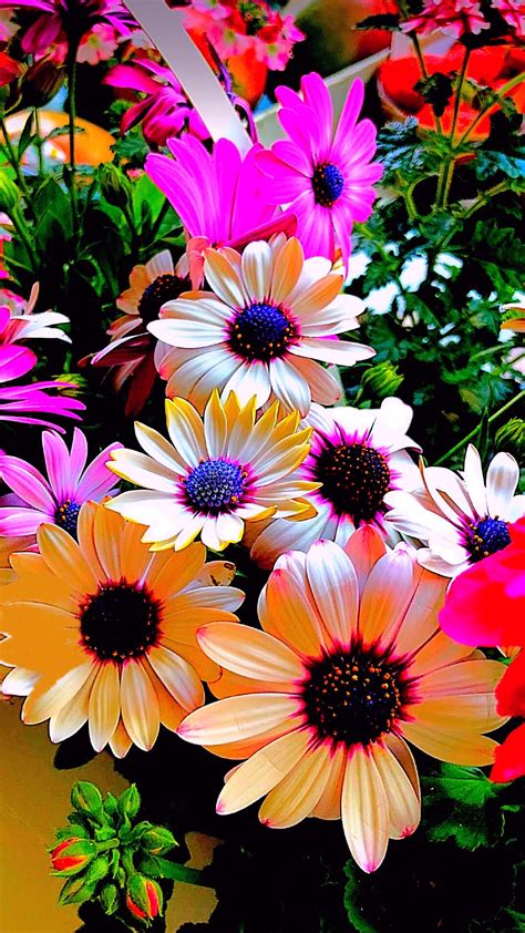 See more ideas about cellphone wallpaper, wallpaper, iphone wallpaper. Pin by ivanka kostova on растения | Beautiful flowers ...