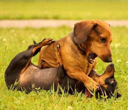 Gambar hewan hewan lucu | dulayex blog