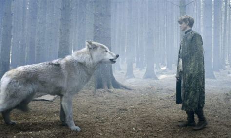 Largest Wolf Known As The Legendary Dire Wolf May Not Even Be A Wolf