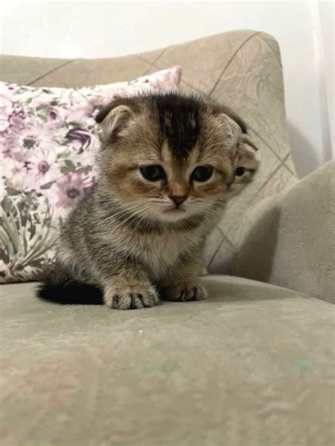 Scottish Fold Golden Tabby Prenses