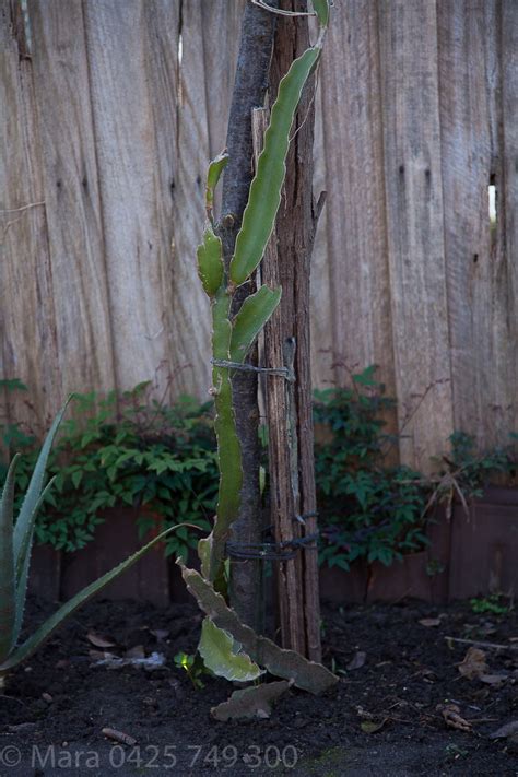 And found them growing in thailand in full sun. Dragon Fruit Cactus