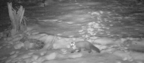 Rare Pine Marten Captured On Camera In Northumberland The Vincent