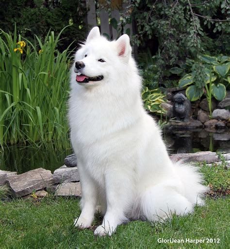 Samoyed Dog Breed Information And Pictures Livelife